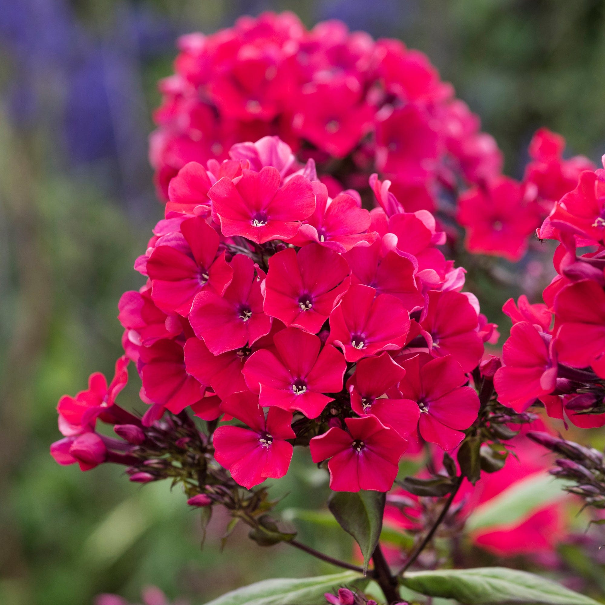 Höstflox 'Starfire'